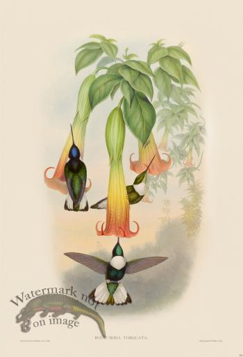 Gould Hummingbird 251